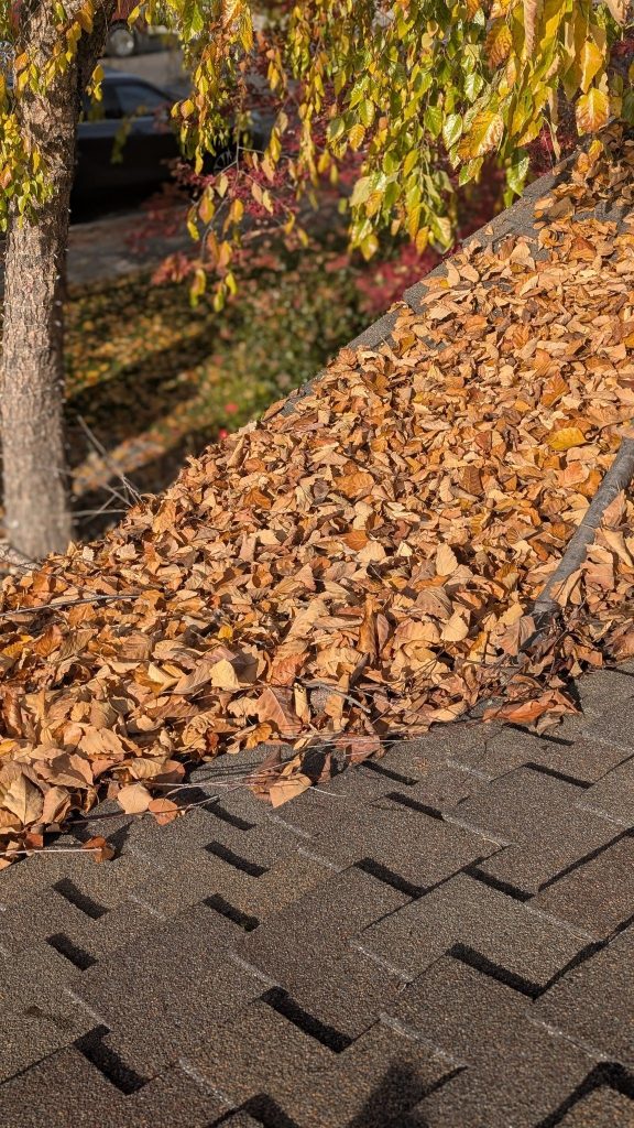 Roof covered in dry leaves before cleaning